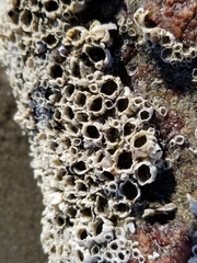 Balanus crenatus