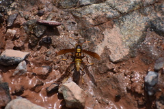 Polistes carnifex carnifex