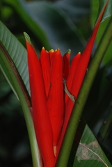 Musa coccinea