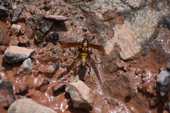 Polistes carnifex carnifex