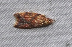 Lophopepla igniferella