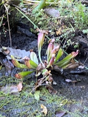 Sarracenia