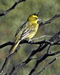 Gubernatrix cristata