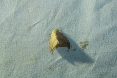 Drepana arcuata