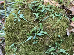 Asplenium rhizophyllum