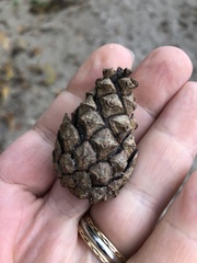 Pinus nigra