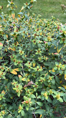 Hypericum prolificum