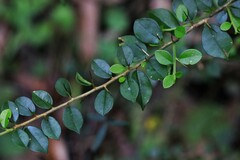 Maclura cochinchinensis