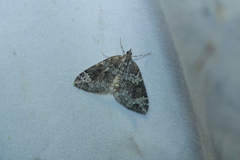 Eulithis explanata