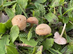 Entoloma sericellum