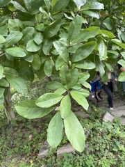 Magnoliaceae