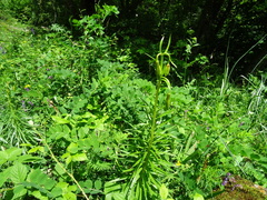 Lilium pyrenaicum