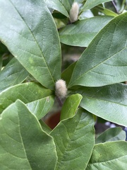 Magnoliaceae