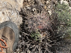 Hamatocactus hamatacanthus