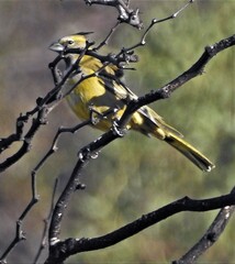 Gubernatrix cristata