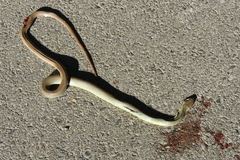 Coluber constrictor mormon