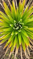Eriocaulaceae