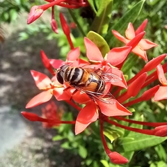 Palpada