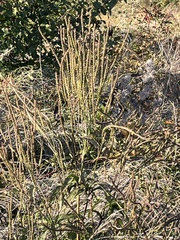 Verbena hastata