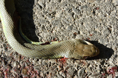 Coluber constrictor mormon