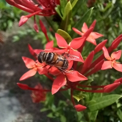 Palpada
