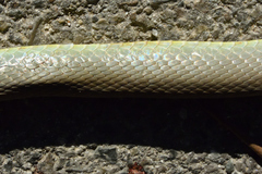 Coluber constrictor mormon