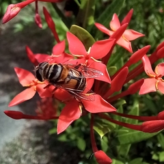 Palpada