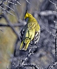 Gubernatrix cristata