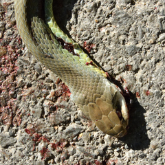 Coluber constrictor mormon