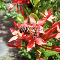 Palpada