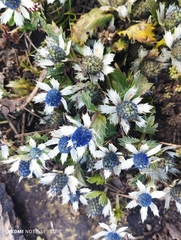 Eryngium carlinae
