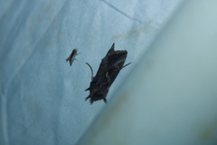 Autographa