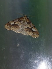 Erannis defoliaria