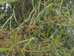 Acacia gladiiformis