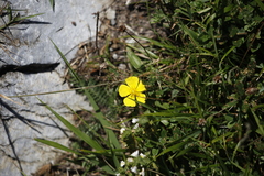 Helianthemum