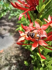 Palpada