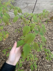 Cornus alternifolia