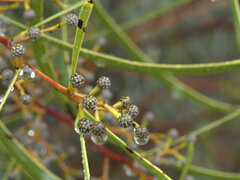 Acacia gladiiformis