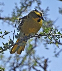 Gubernatrix cristata