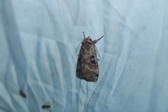 Xestia normanianus