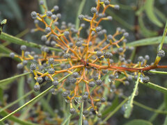 Acacia gladiiformis