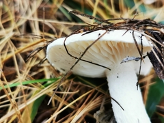 Hygrophorus eburneus