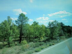 Pinus nigra salzmannii