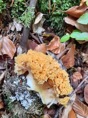 Ramaria flava