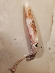 Doryteuthis opalescens