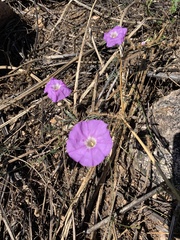 Ipomoea ternifolia