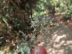 Ramalina stenospora