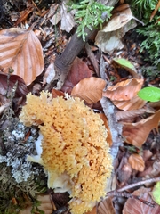 Ramaria flava
