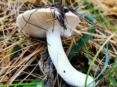 Hygrophorus eburneus