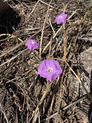 Ipomoea ternifolia